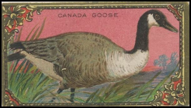 C45 4 Canada Goose.jpg